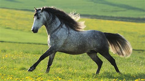 Discover the Majestic Beauty of Spanish Horse Breeds: A Guide to the Top Picks
